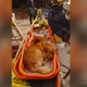 Image for article titled 9/11's Last Surviving Search Dog Goes on Today, Tears Ensue